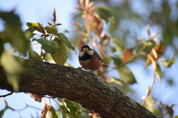 Varied Tit 久宝寺緑地公園 Sun, 3/19/2023