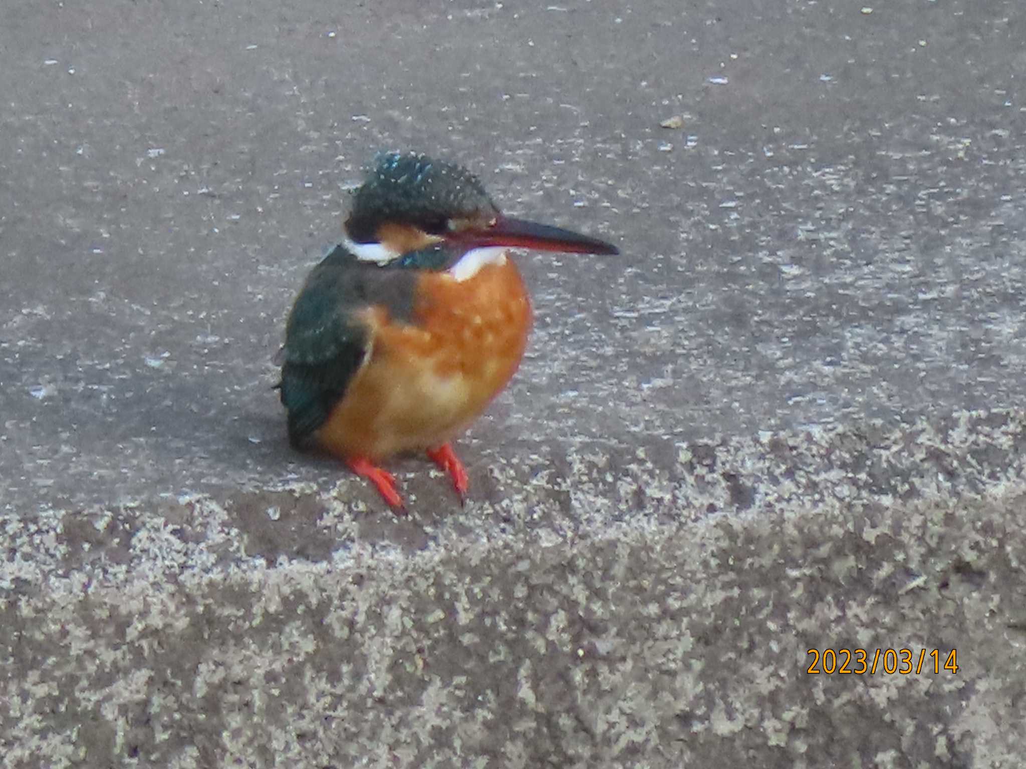 境川 カワセミの写真