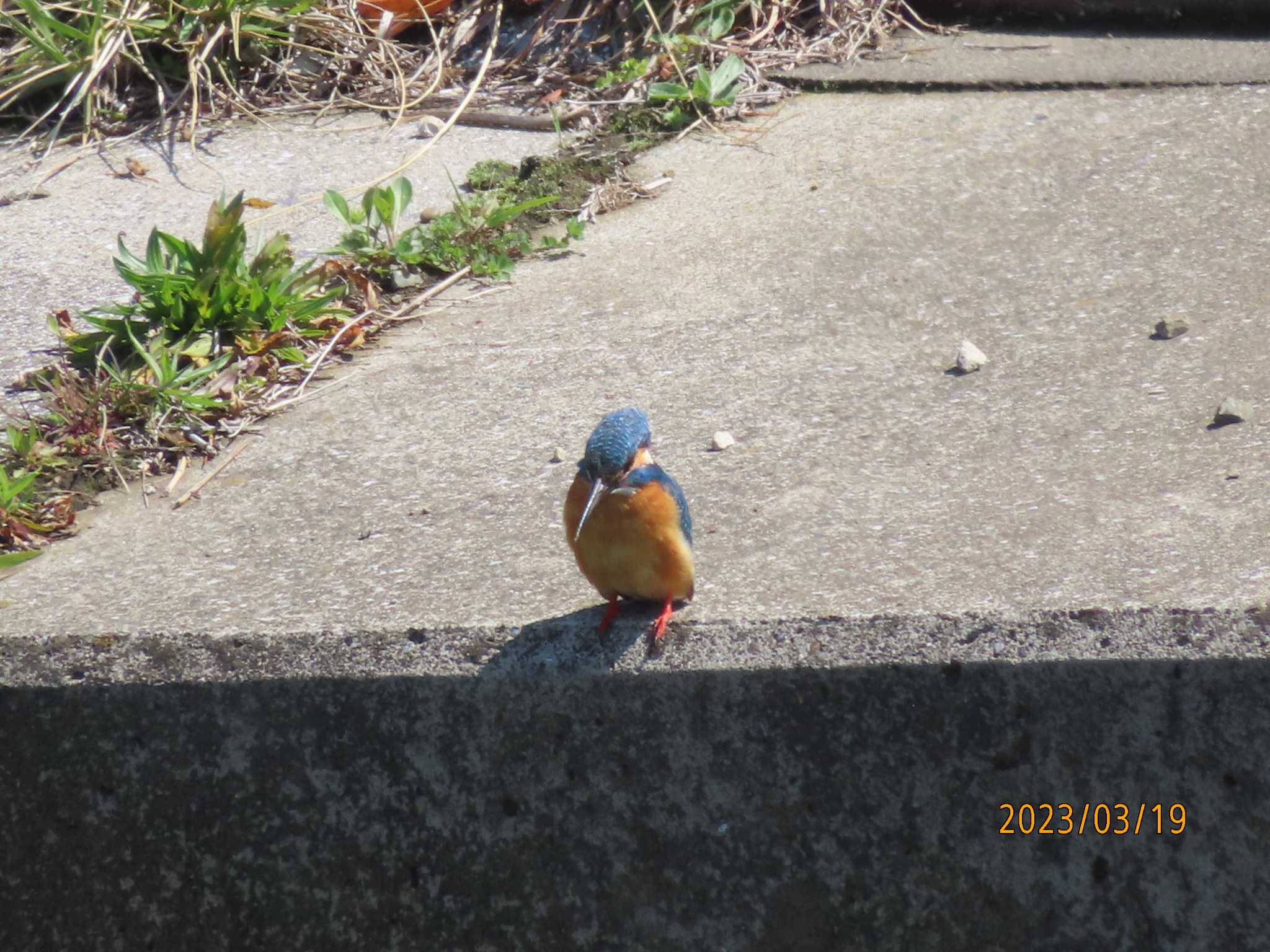 境川 カワセミの写真