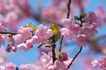 Warbling White-eye Osaka Tsurumi Ryokuchi Sun, 3/19/2023