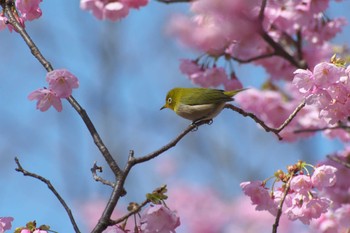 Warbling White-eye Osaka Tsurumi Ryokuchi Sun, 3/19/2023