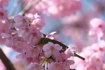 Warbling White-eye Osaka Tsurumi Ryokuchi Sun, 3/19/2023