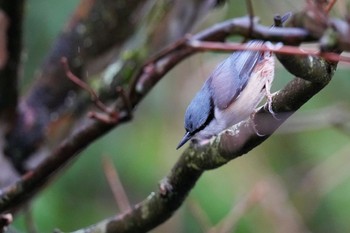 Eurasian Nuthatch 西湖野鳥の森公園 Sat, 3/18/2023