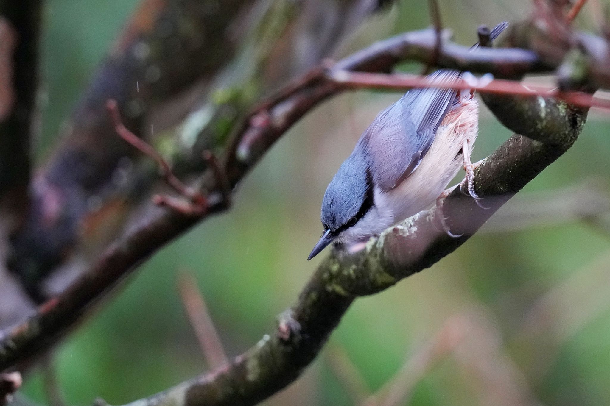 西湖野鳥の森公園 ゴジュウカラの写真