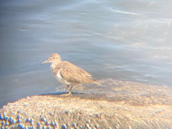 Common Sandpiper Tokyo Port Wild Bird Park Sun, 3/19/2023