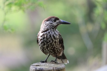 Spotted Nutcracker Miharashi Park(Hakodate) Sat, 5/12/2018