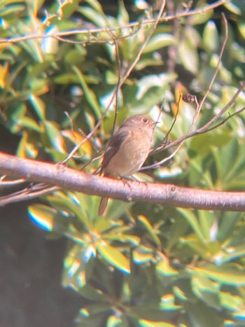 2023年3月19日(日) 東京港野鳥公園の野鳥観察記録