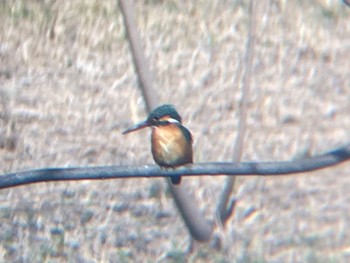 カワセミ 東京港野鳥公園 2023年3月19日(日)