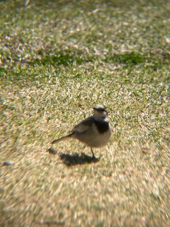 White Wagtail Tokyo Port Wild Bird Park Sun, 3/19/2023