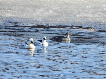 ミコアイサ 札幌モエレ沼公園 2023年3月19日(日)