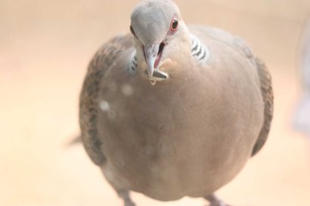 キジバト 南アルプス邑野鳥公園 2023年3月18日(土)