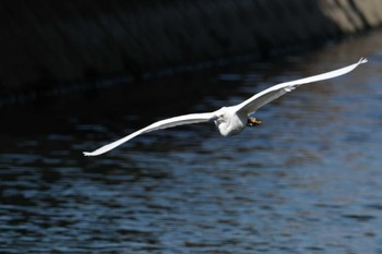 コサギ 江津湖 2023年3月19日(日)