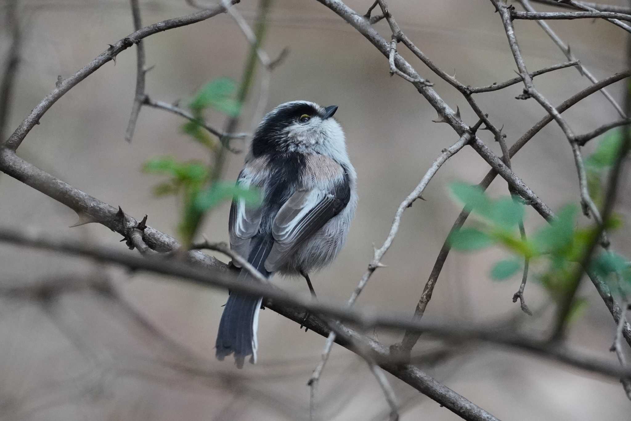 薬師池公園 エナガの写真