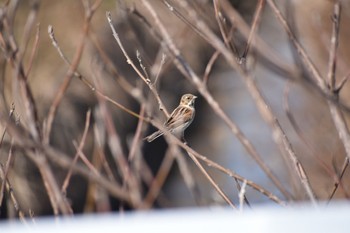 Common Reed Bunting 知多市 Sun, 3/19/2023