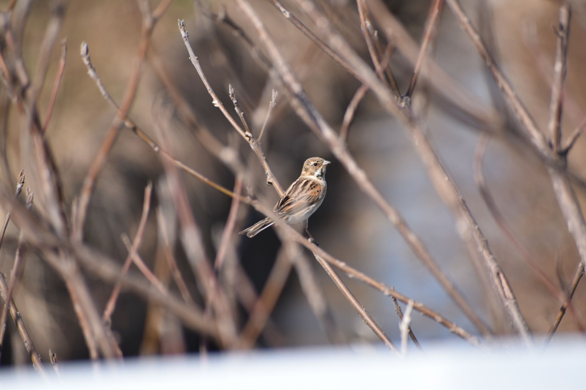 Photo of Common Reed Bunting at 知多市 by roro