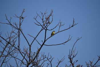 Masked Bunting 知多市 Sun, 3/19/2023