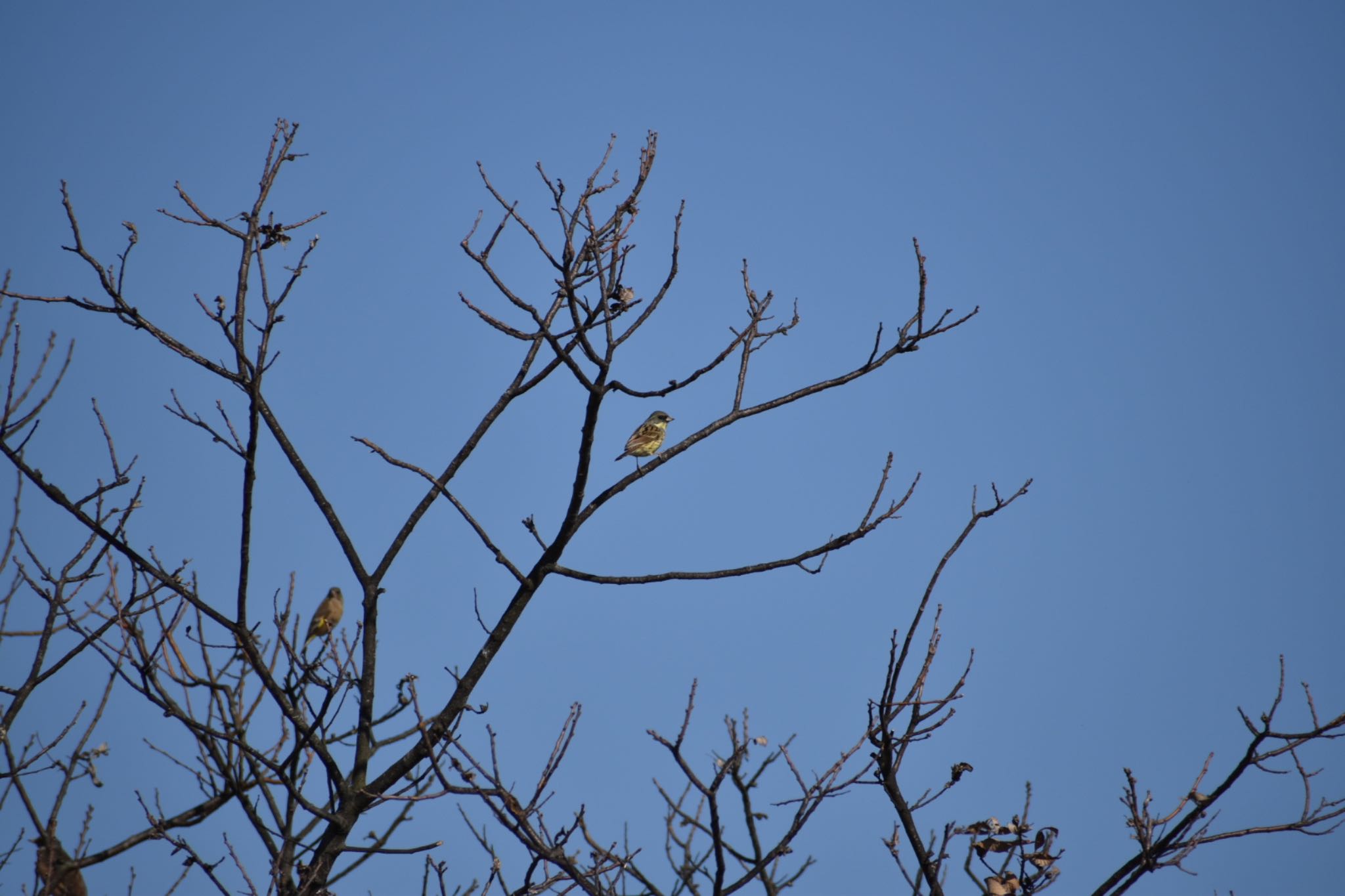 Photo of Masked Bunting at 知多市 by roro