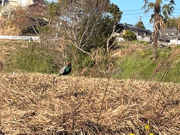 キジ 知多市 2023年3月19日(日)