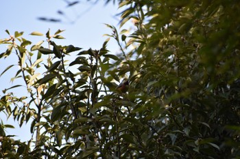 Varied Tit 知多市 Sun, 3/19/2023