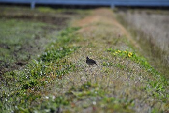 Eurasian Skylark 知多市 Sun, 3/19/2023