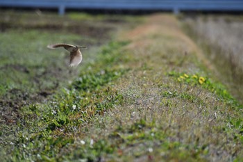 Eurasian Skylark 知多市 Sun, 3/19/2023