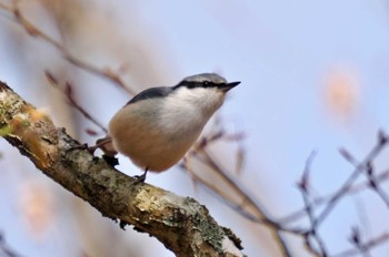 ゴジュウカラ 西臼塚 2023年3月17日(金)