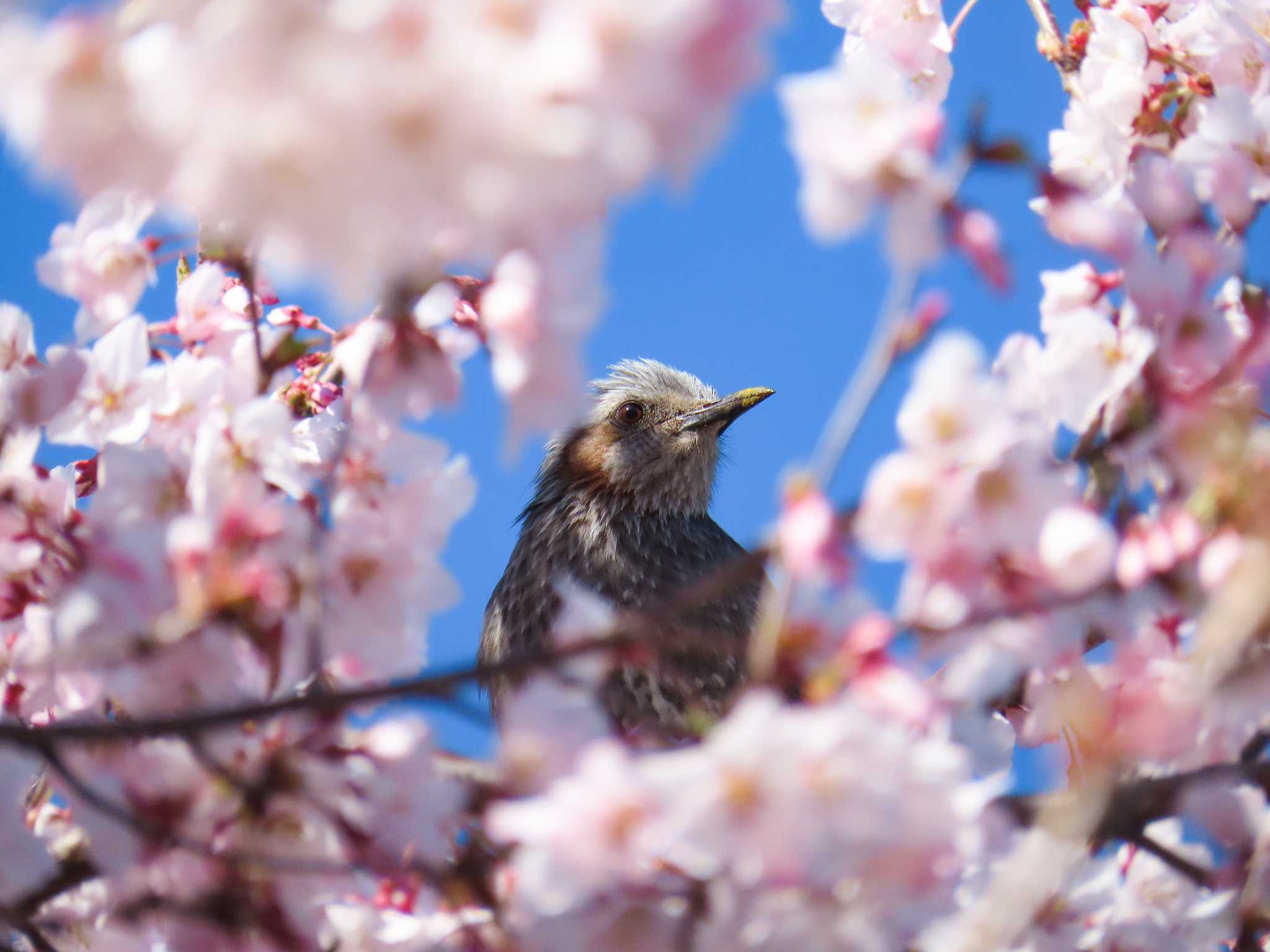 権現堂公園 ヒヨドリの写真