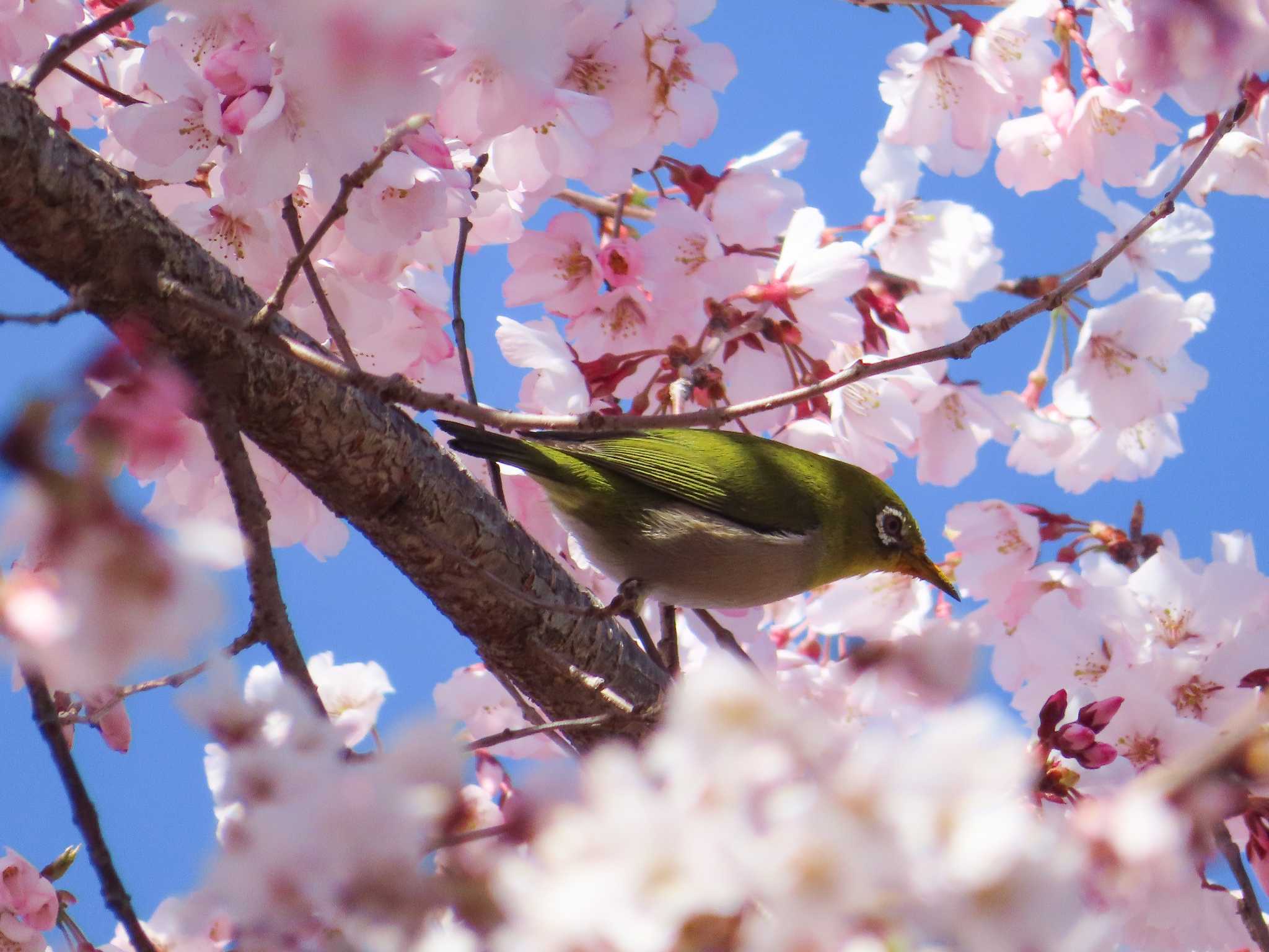 権現堂公園 メジロの写真