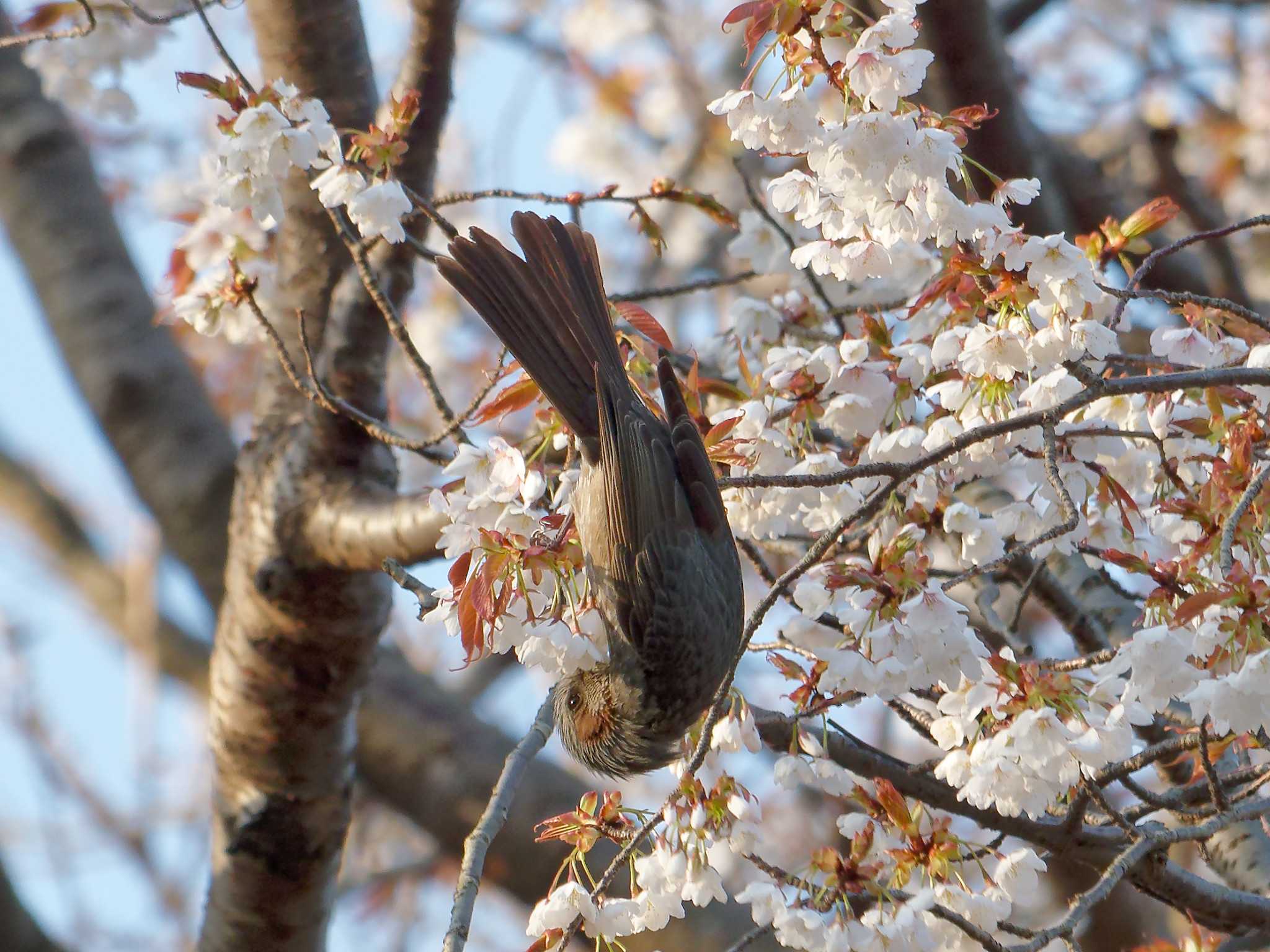 Brown-eared Bulbul