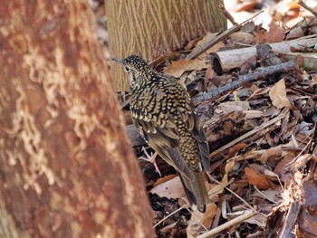 Sun, 3/19/2023 Birding report at 横浜市立金沢自然公園