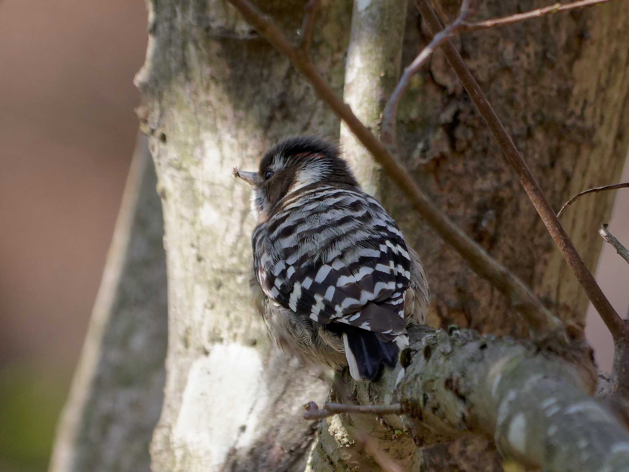 Japanese Pygmy Woodpecker