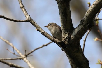 Asian Brown Flycatcher Miharashi Park(Hakodate) Sat, 5/12/2018