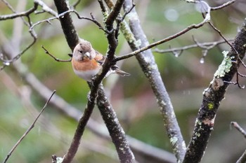 Brambling 西湖野鳥の森公園 Sat, 3/18/2023