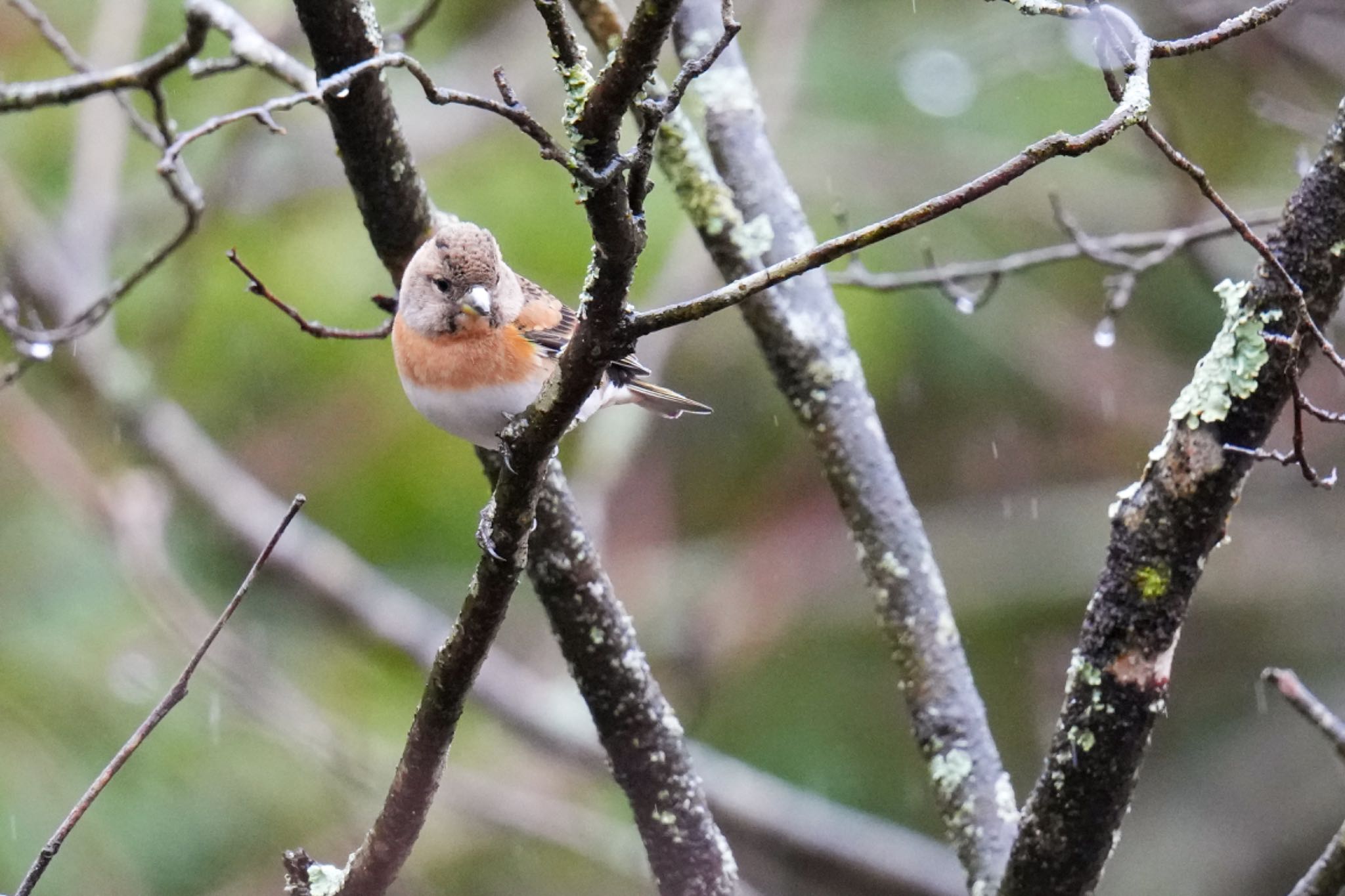 西湖野鳥の森公園 アトリの写真