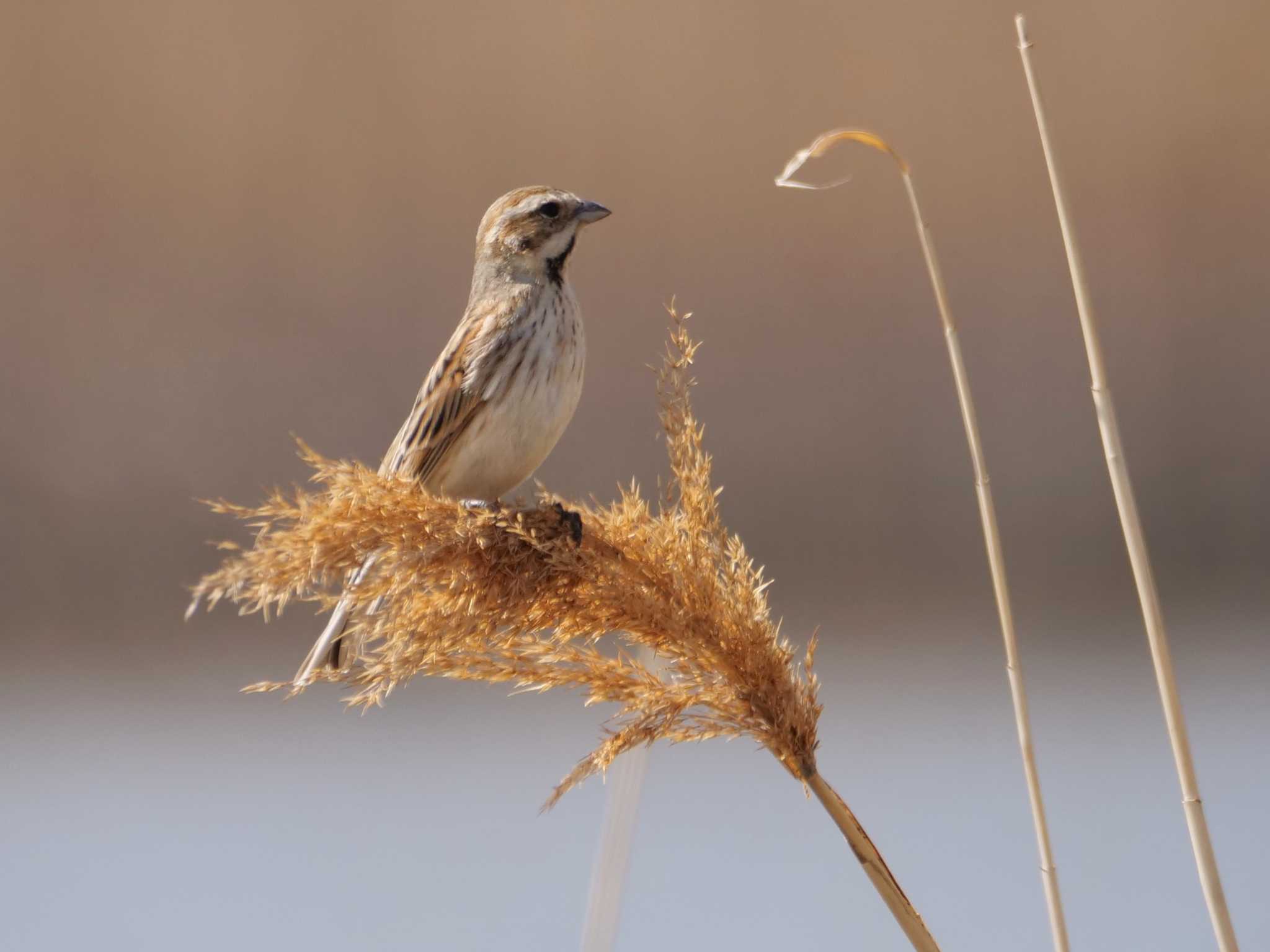 多摩川 オオジュリンの写真 by little birds