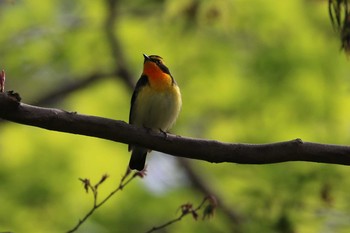 キビタキ 北海道 函館市 見晴公園 2018年5月12日(土)