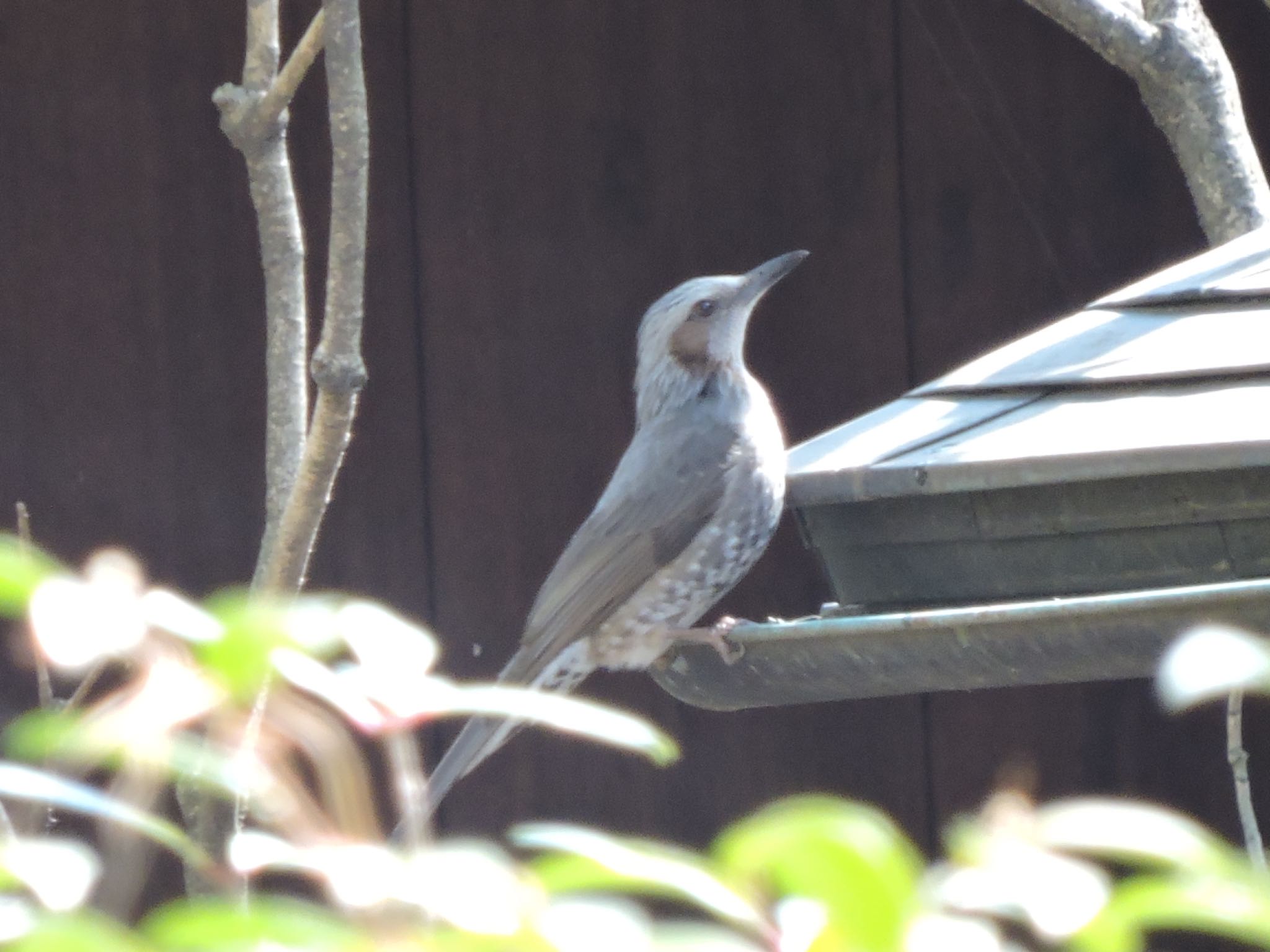 Brown-eared Bulbul