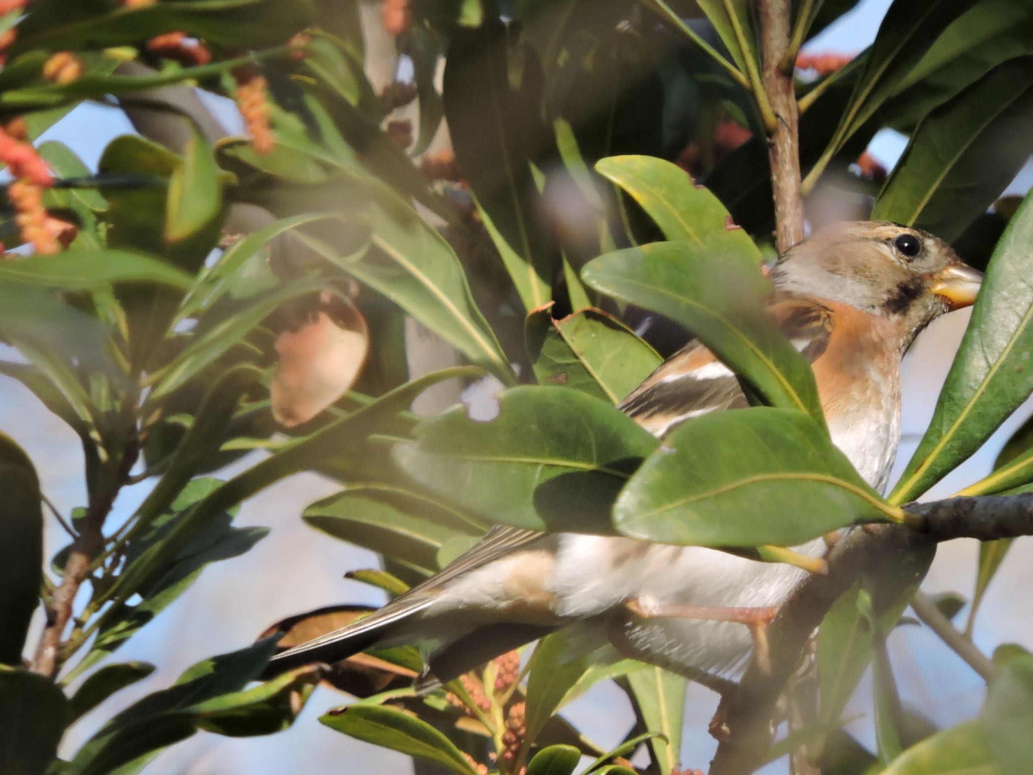 Brambling