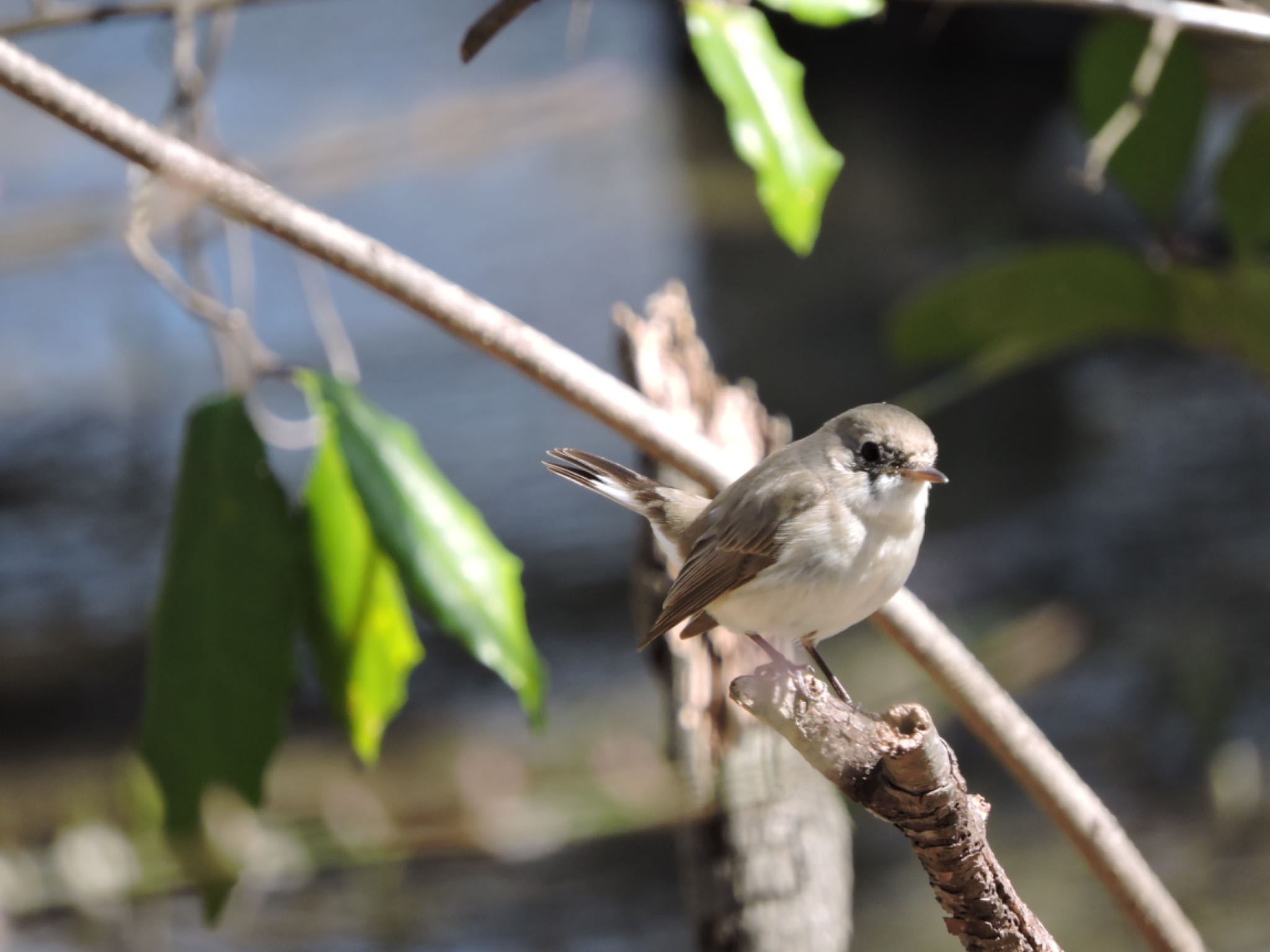 Red-breasted Flycatcher