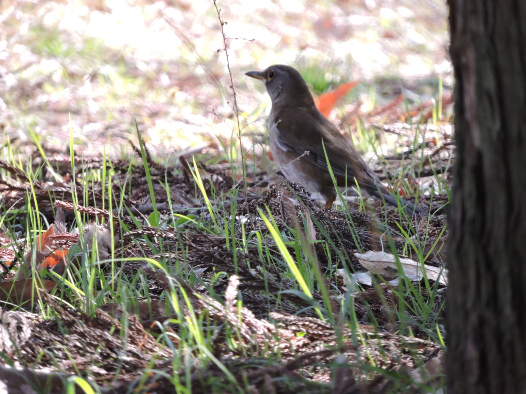 Pale Thrush