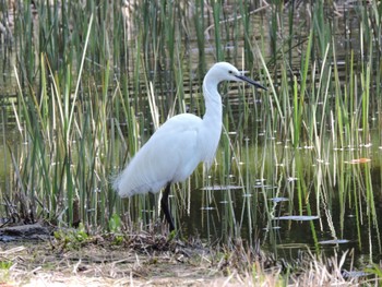 Sun, 3/19/2023 Birding report at Osaka Tsurumi Ryokuchi