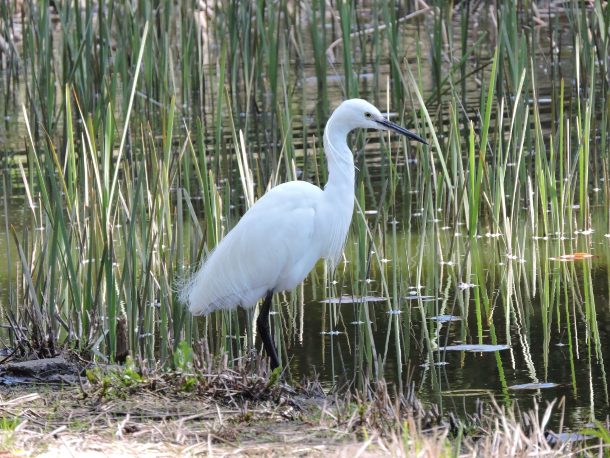 Little Egret