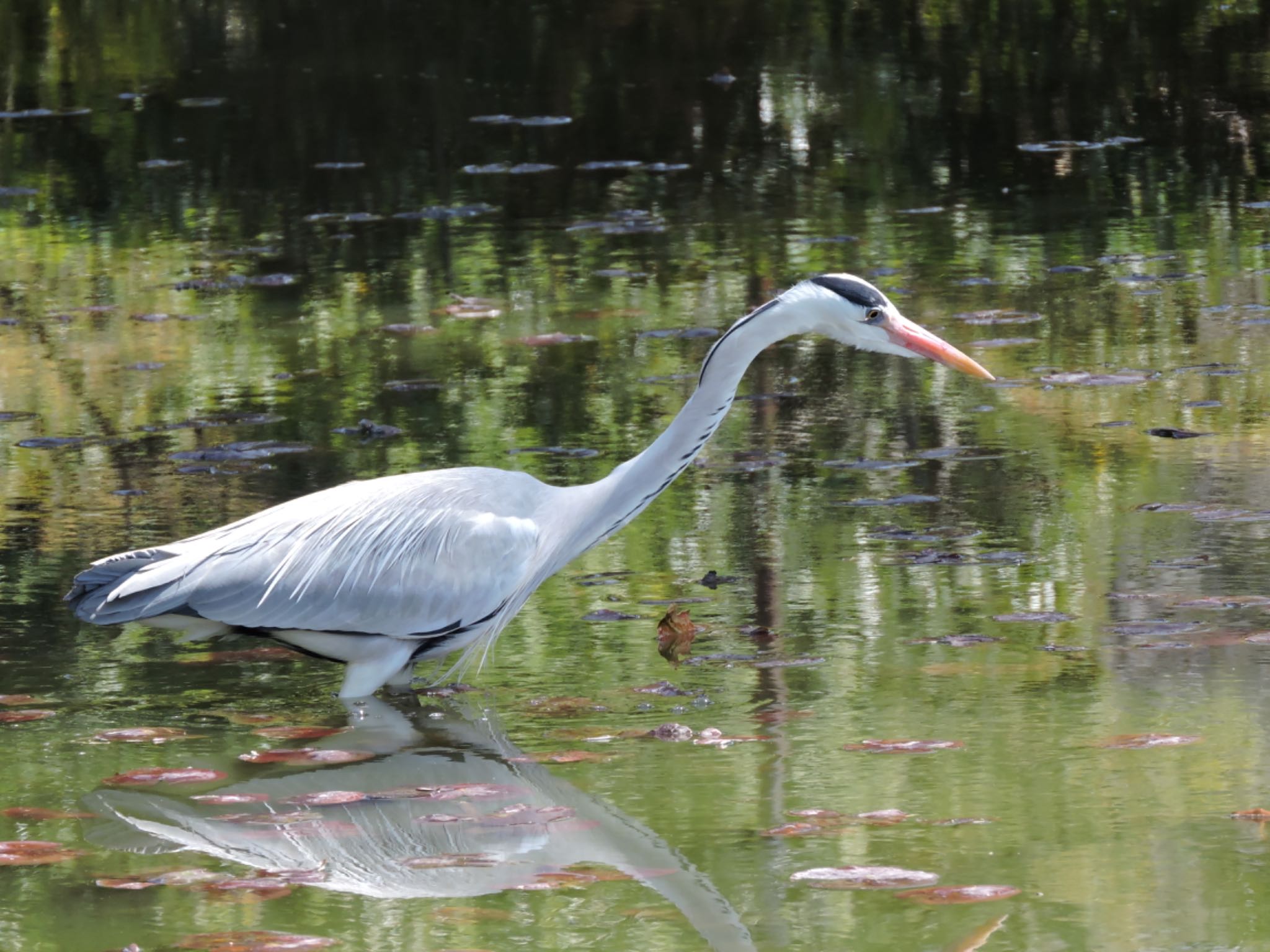 Grey Heron