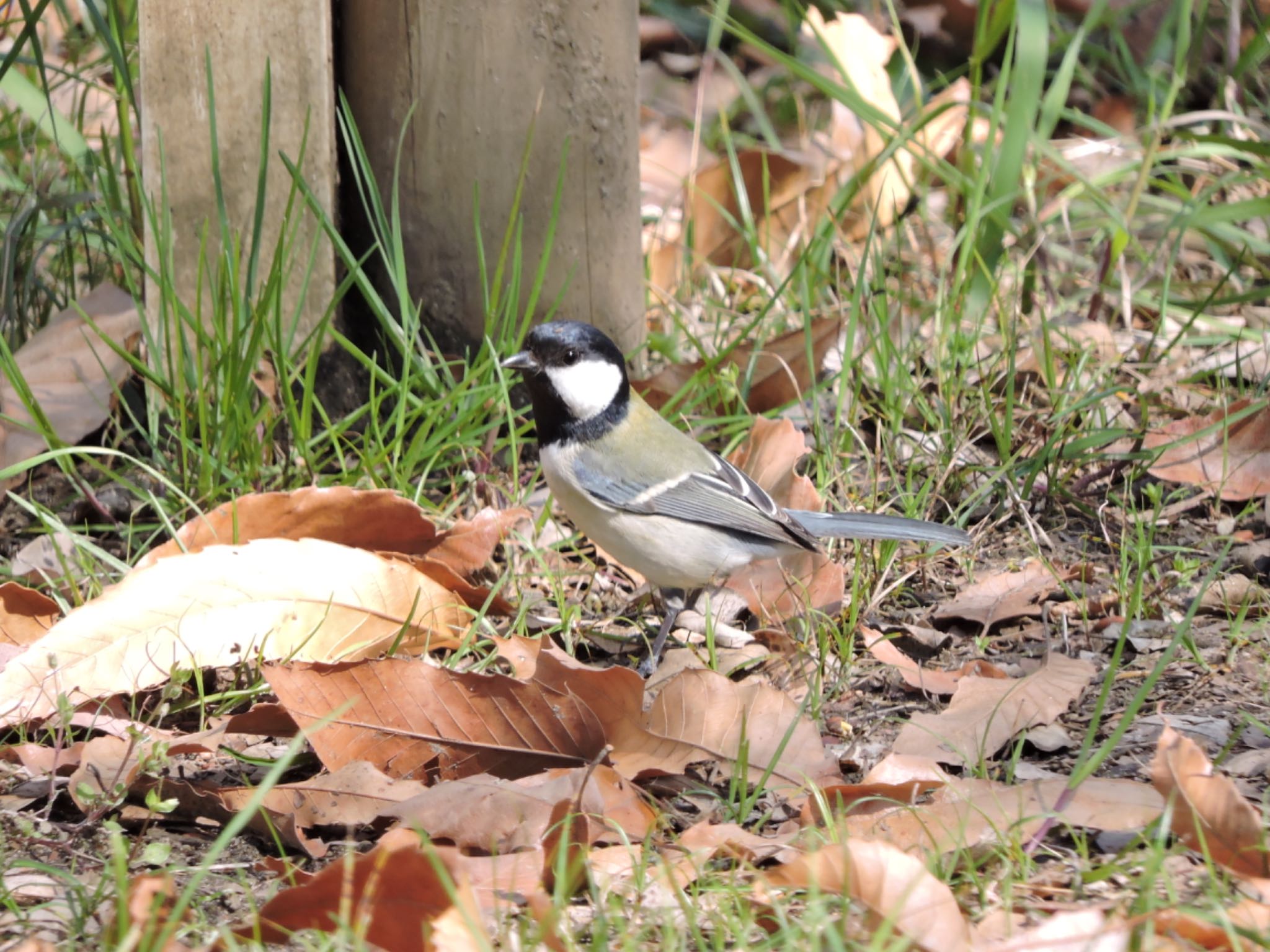 Japanese Tit