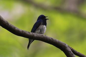 Blue-and-white Flycatcher Miharashi Park(Hakodate) Sat, 5/12/2018