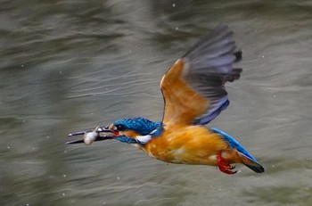 Sun, 3/19/2023 Birding report at 千里南公園