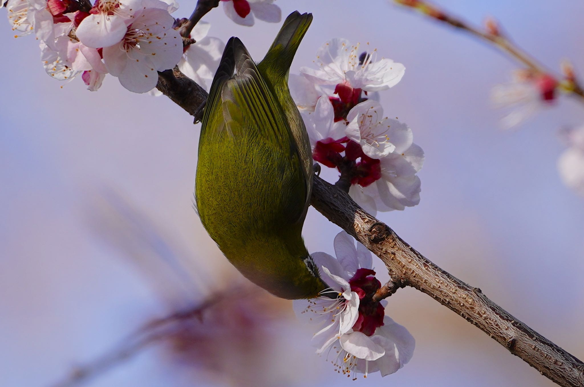 千里南公園 メジロの写真