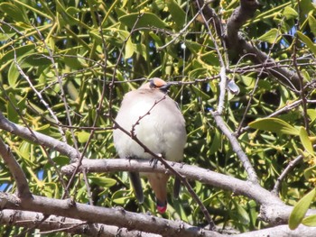 2023年3月19日(日) 大室公園の野鳥観察記録