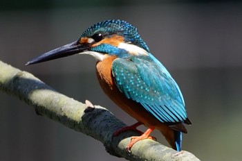 2023年3月19日(日) 山田西公園の野鳥観察記録