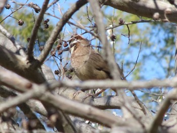 カオジロガビチョウ 大室公園 2023年3月19日(日)